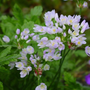 Allium roseum var. roseum