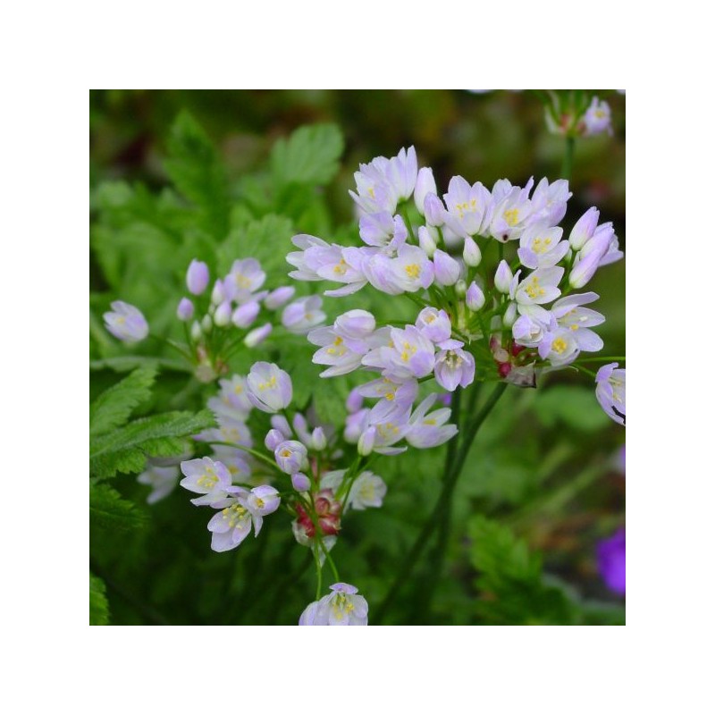 Allium roseum var. roseum