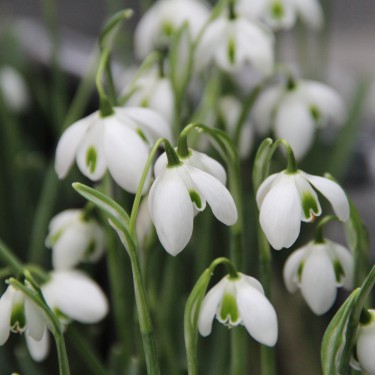 Galanthus 'Dionysus'