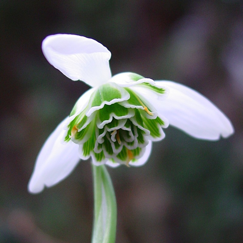 Galanthus 'Dionysus'