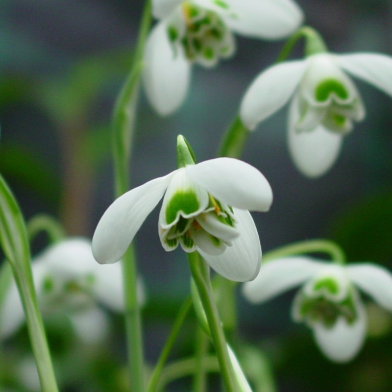 Galanthus 'Dionysus'