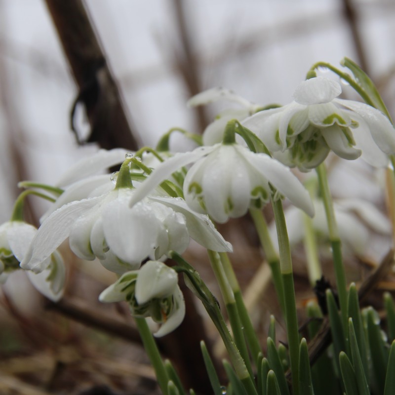Galanthus 'Flore Pleno'