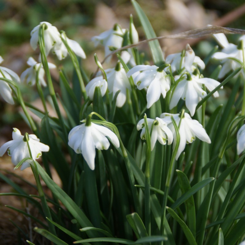 Galanthus 'Flore Pleno'