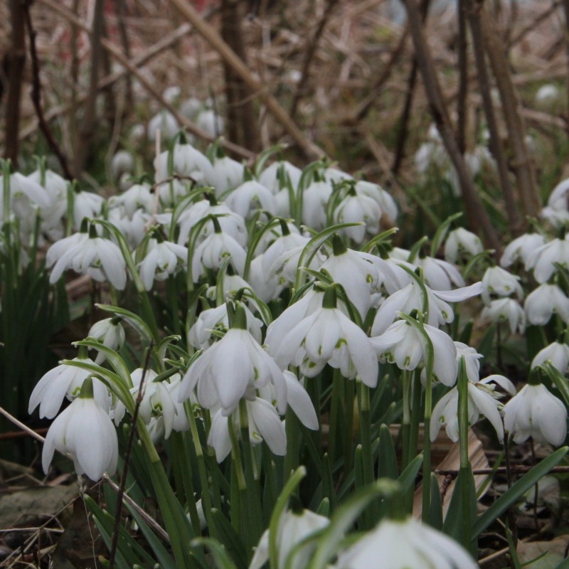 Galanthus 'Flore Pleno'
