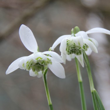 Galanthus 'Flore Pleno'