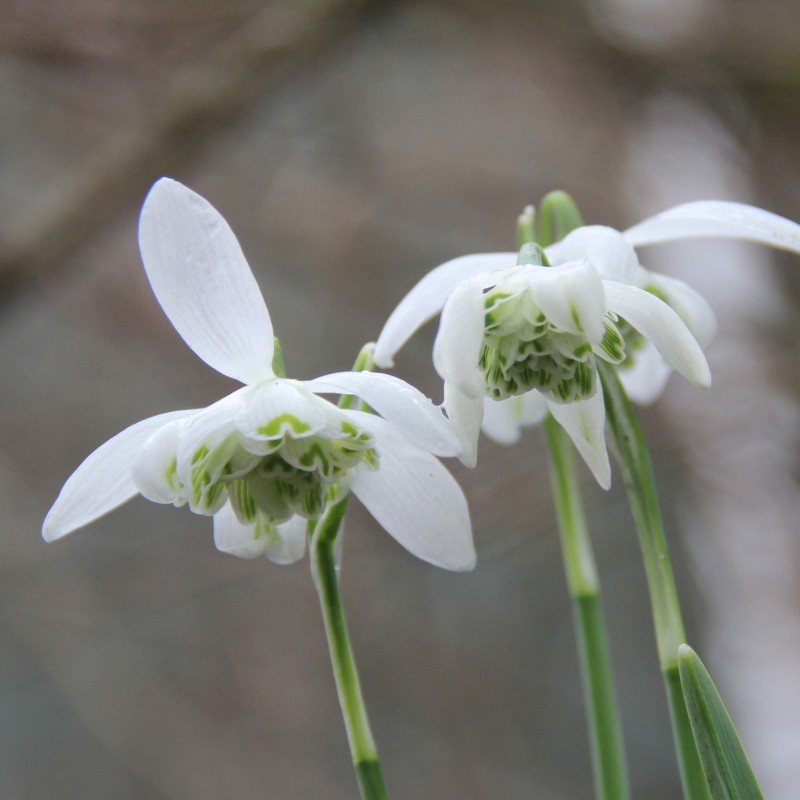 Galanthus 'Flore Pleno'
