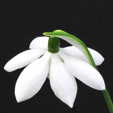 Galanthus 'Godfrey Owen'