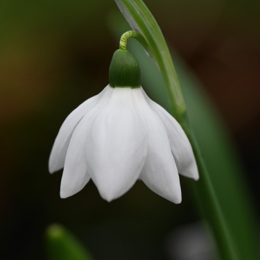Galanthus 'Godfrey Owen'
