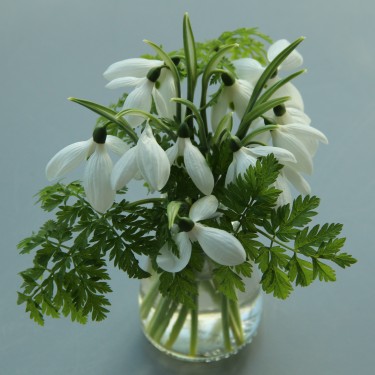 Galanthus 'Happy New Year'
