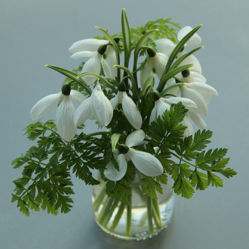 Galanthus 'Happy New Year'