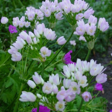 Allium roseum var. roseum