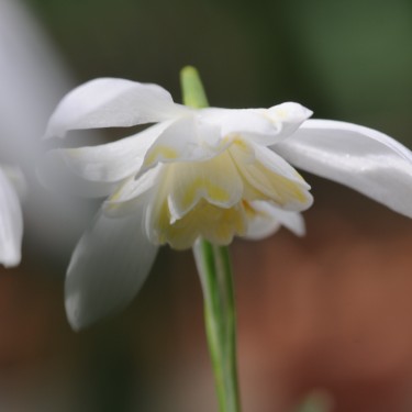 Galanthus 'Lady Elphinstone'