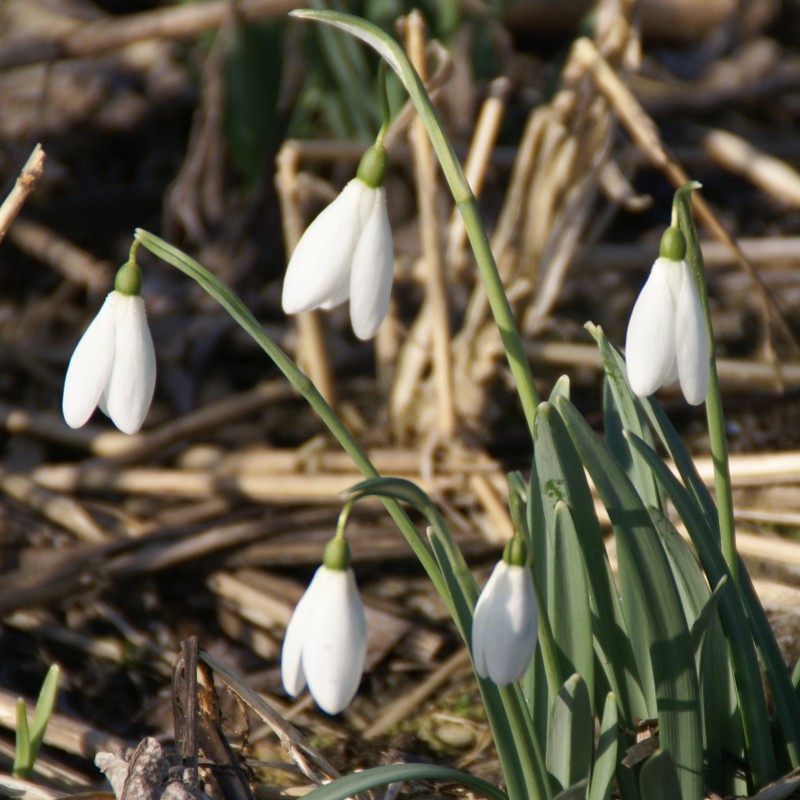Galanthus 'Maximus'
