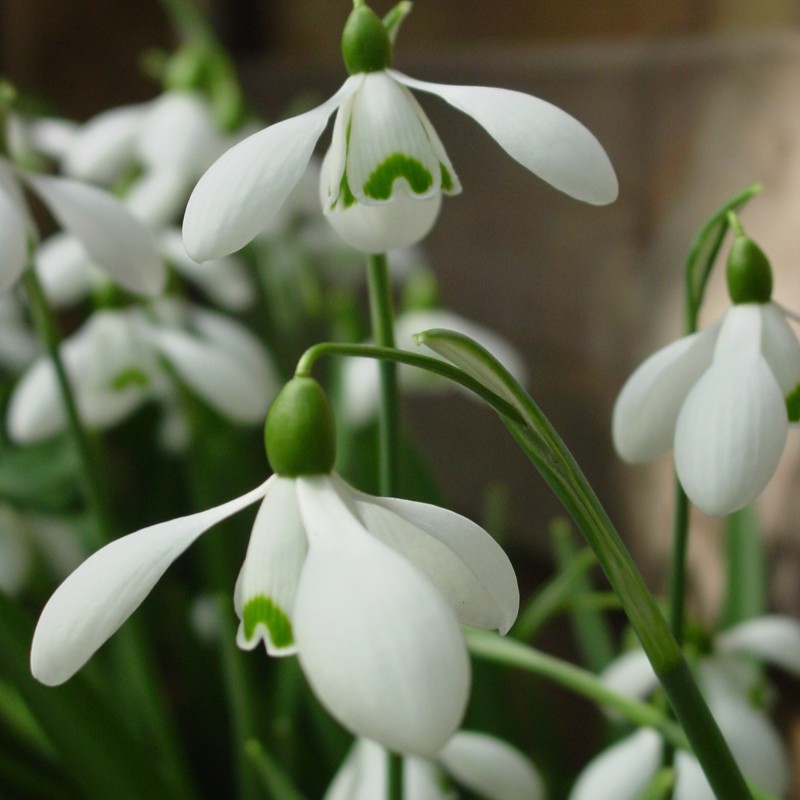 Galanthus 'S. Arnott'
