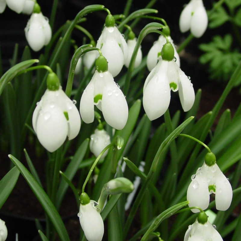 Galanthus 'S. Arnott'