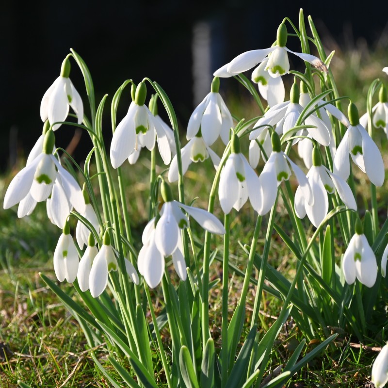 Galanthus 'S. Arnott'