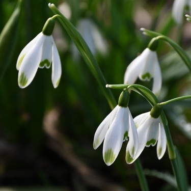 Galanthus 'Viridapice'