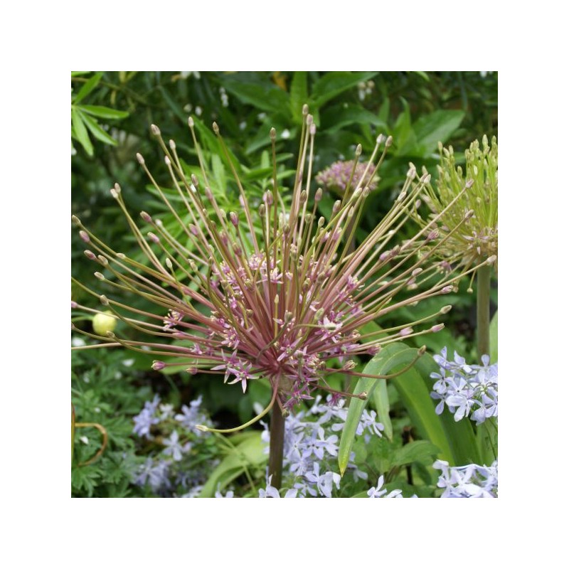 Allium schubertii