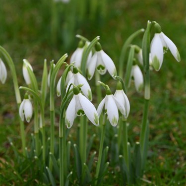 Galanthus 'Viridapice'