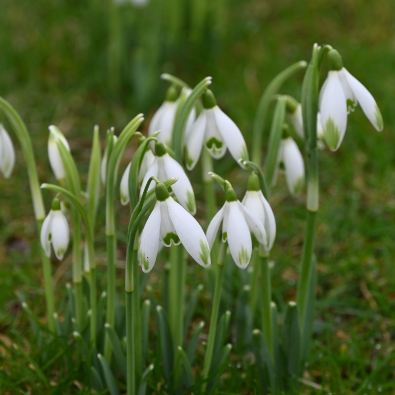 Galanthus 'Viridapice'