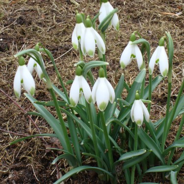 Galanthus 'Viridapice'