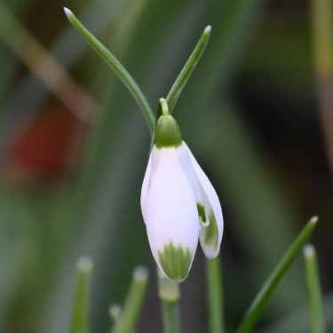 Galanthus 'Warei' (Green Group)