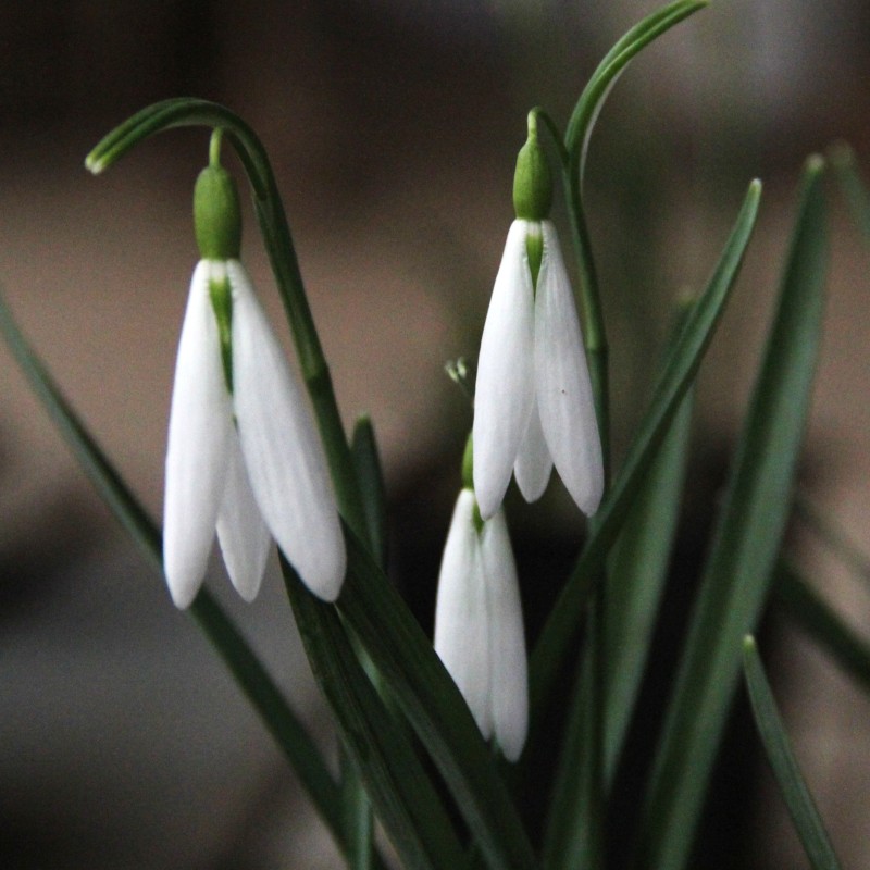 Galanthus 'Wasp' 