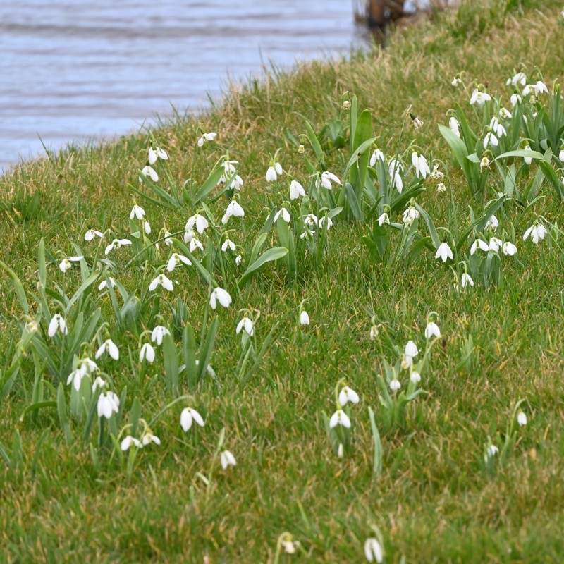 Galanthus elwesii var. elwesii