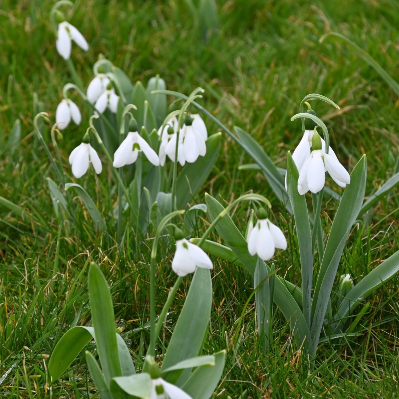 Galanthus elwesii var. elwesii
