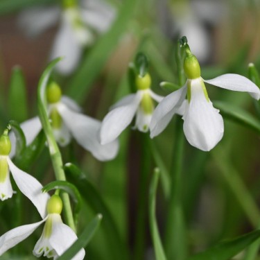 Galanthus gracilis