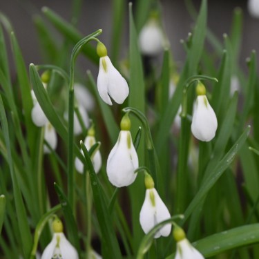Galanthus gracilis