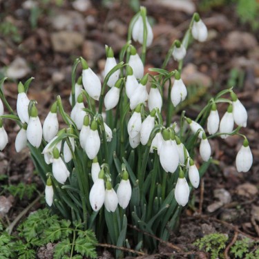 Galanthus nivalis