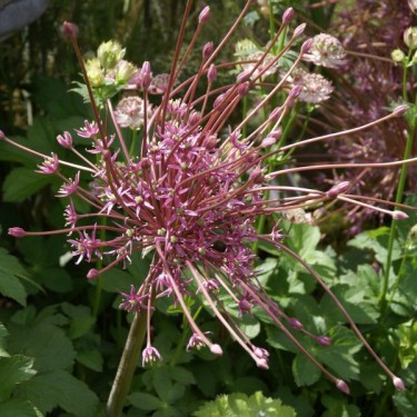 Allium schubertii