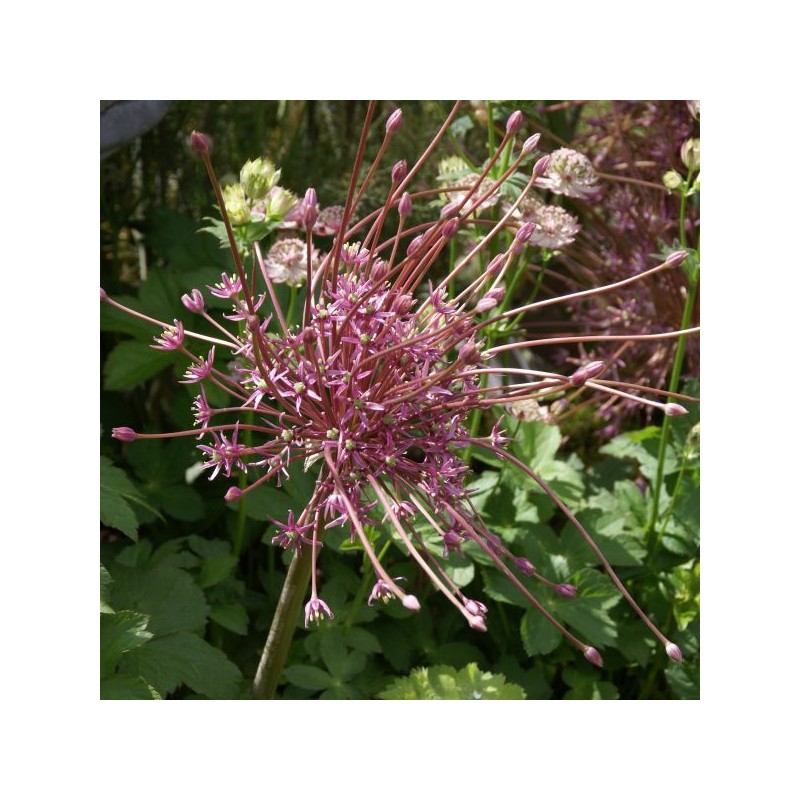 Allium schubertii