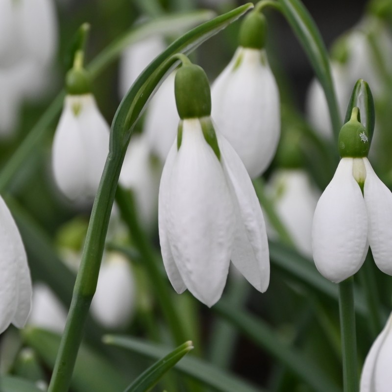 Galanthus plicatus