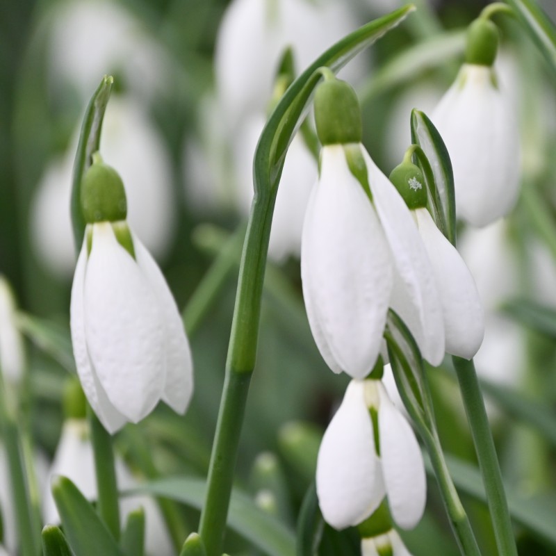 Galanthus plicatus