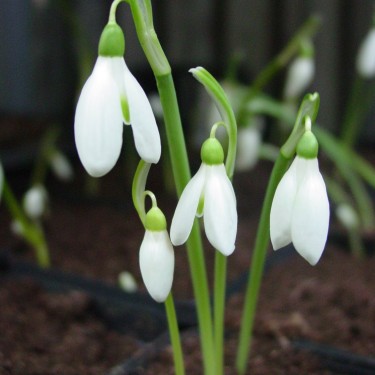 Galanthus reginae-olgae