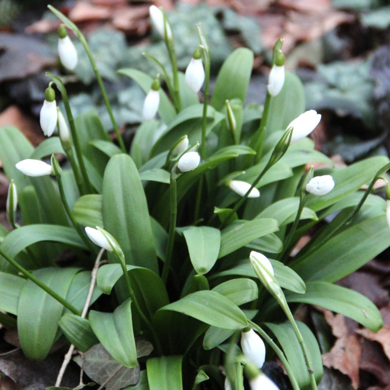 Galanthus woronowii