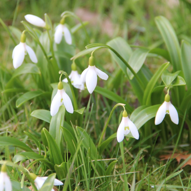 Galanthus woronowii
