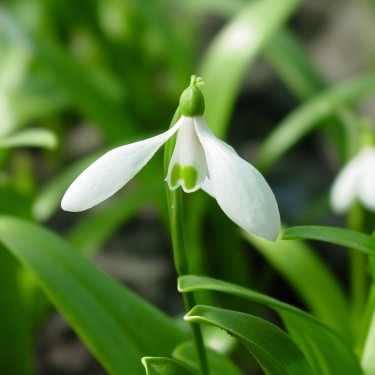 Galanthus woronowii