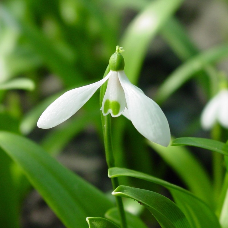 Galanthus woronowii