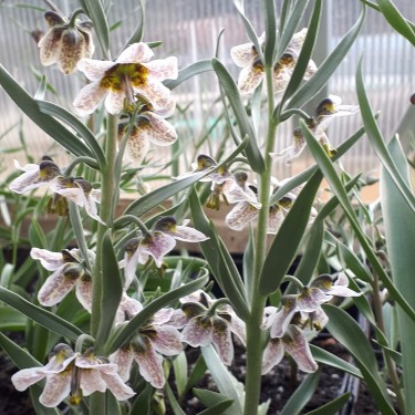 Fritillaria gibbosa