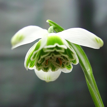 Galanthus 'Hippolyta'