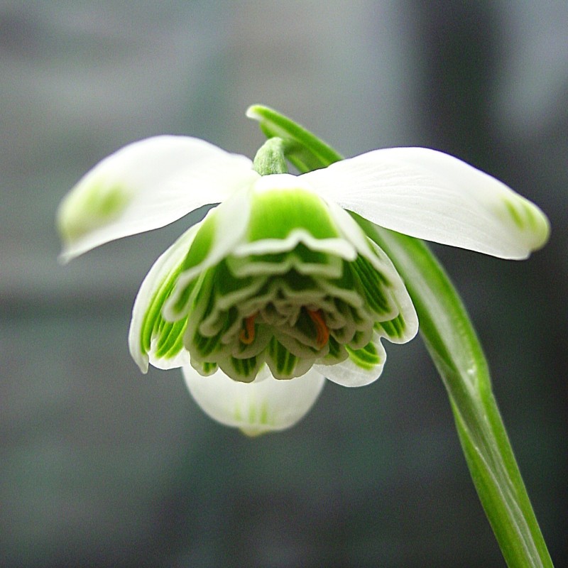 Galanthus 'Hippolyta'