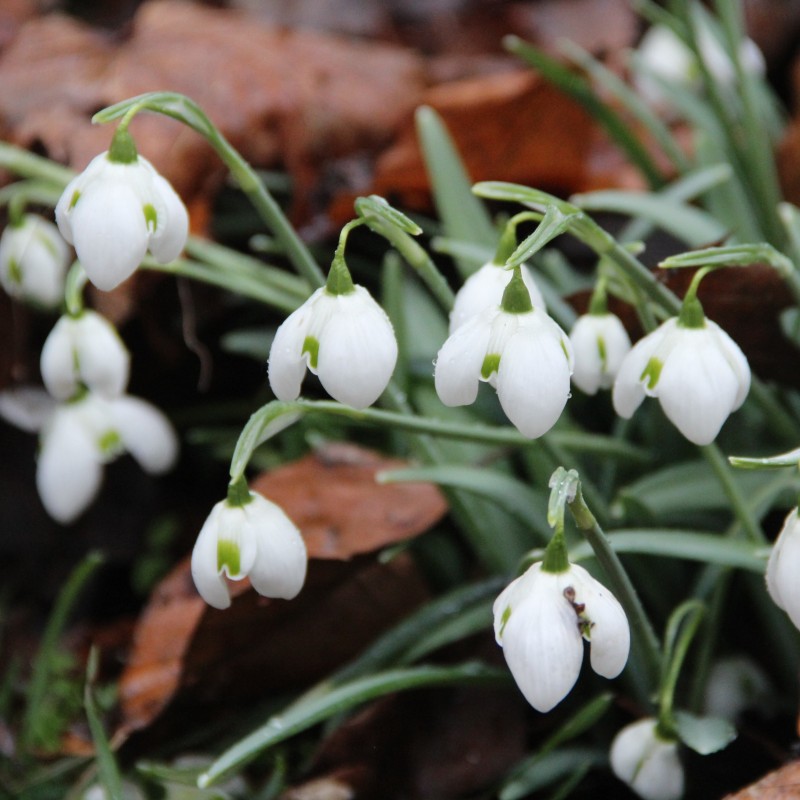 Galanthus 'Hippolyta'