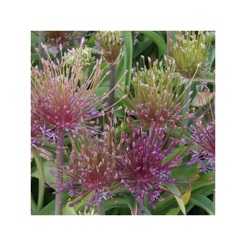 Allium schubertii