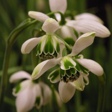 Galanthus 'Hippolyta'