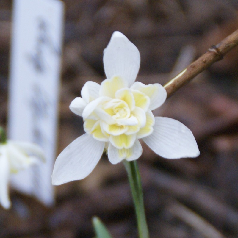 Galanthus 'Lady Elphinstone'