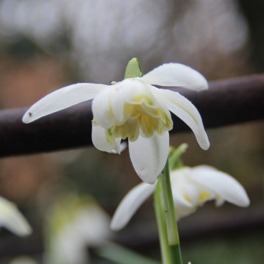 Galanthus 'Lady Elphinstone'