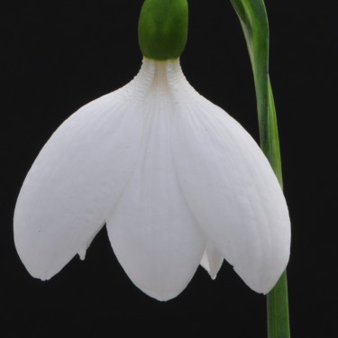 Galanthus 'E.A. Bowles'